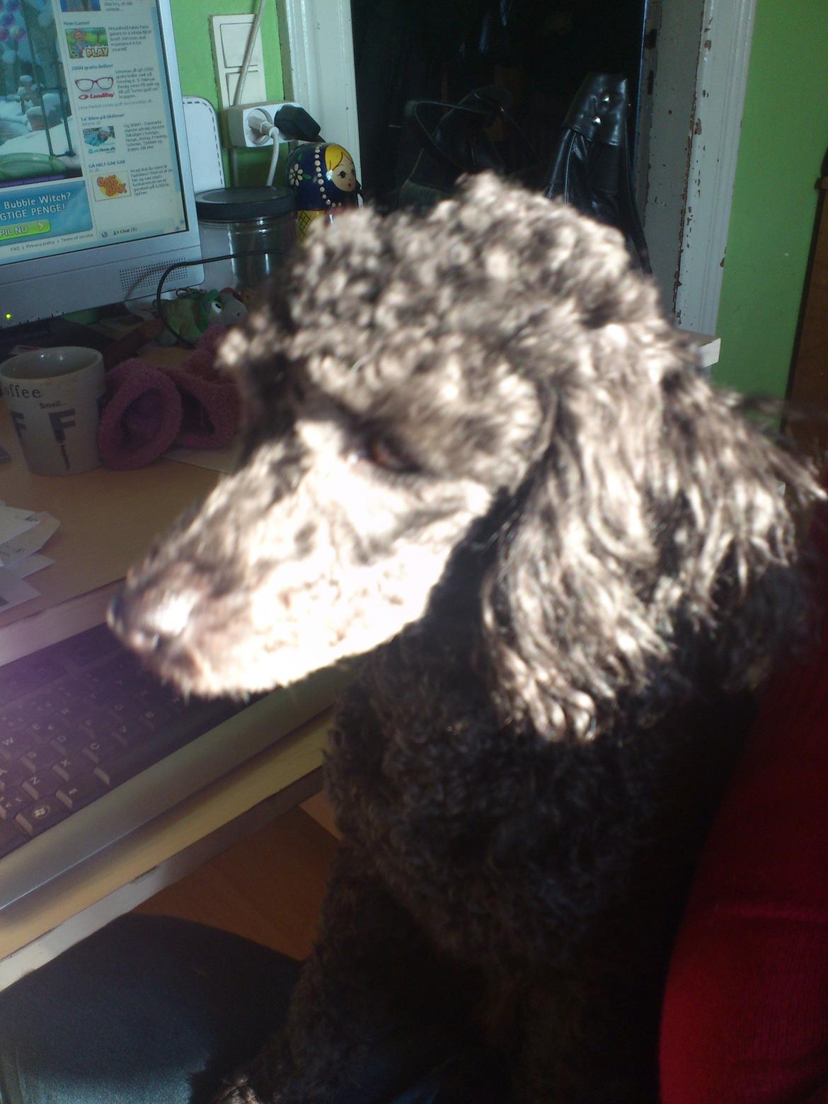 Dværgpuddel Lady billede 4