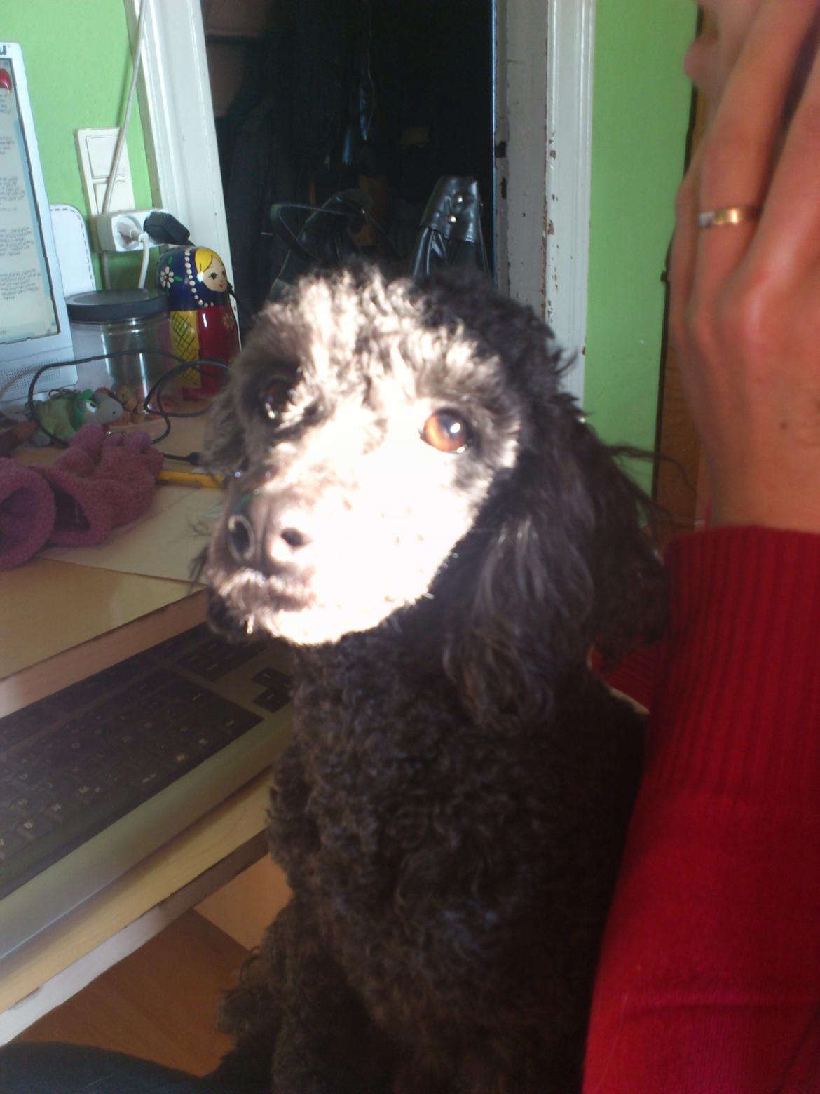 Dværgpuddel Lady billede 5