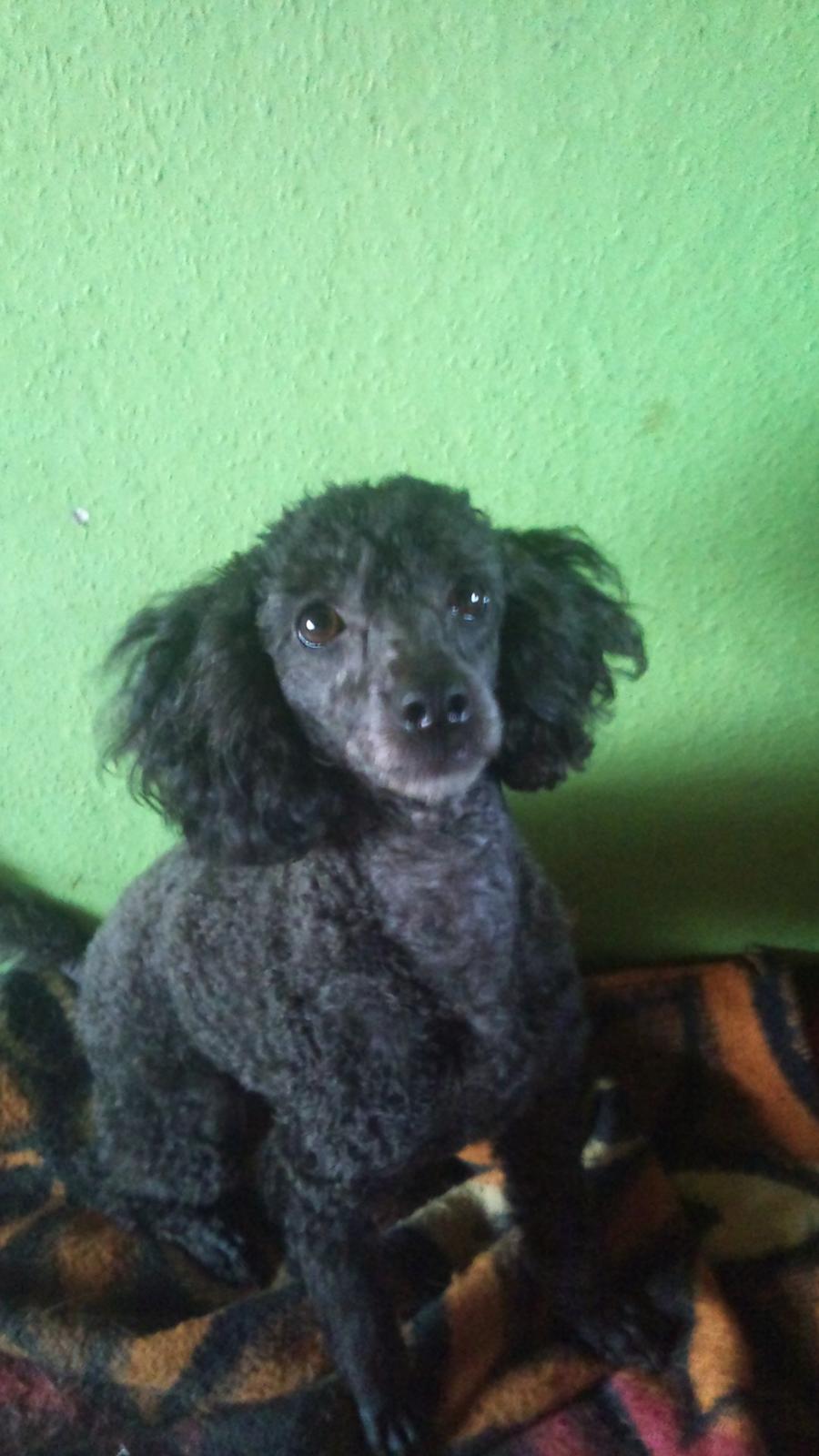 Dværgpuddel Lady billede 1