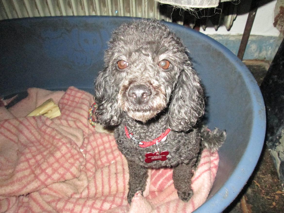 Dværgpuddel Lady billede 6