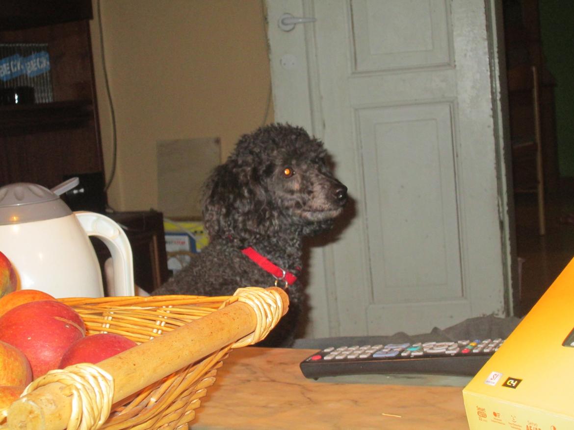 Dværgpuddel Lady billede 2