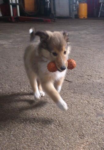 Collie langhåret Lassie billede 5