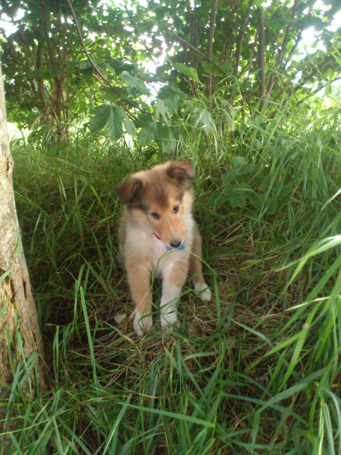 Collie langhåret Lassie billede 6