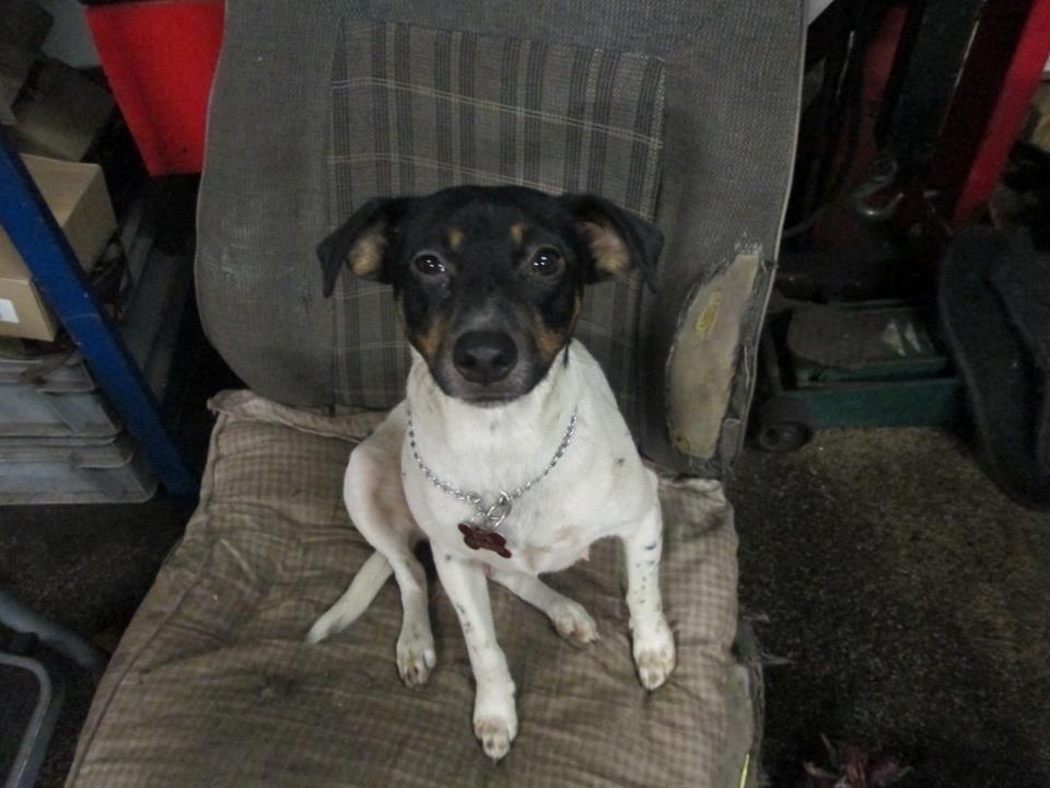 Dansk svensk gaardhund Kvik billede 2