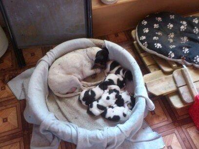 Dansk svensk gaardhund Kvik billede 3