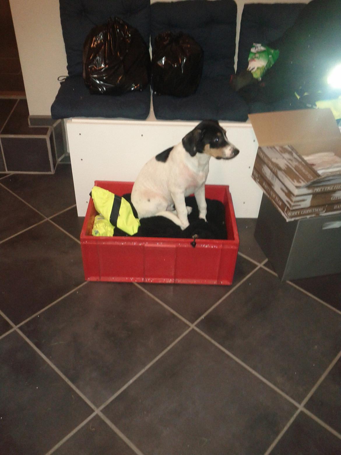 Blanding af racer Pluto - Neej en kasse! med bløde ting i! her sætter jeg mig :) billede 10