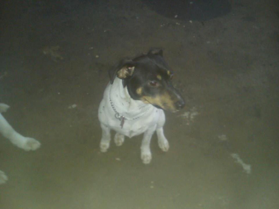 Dansk svensk gaardhund Kvik billede 4