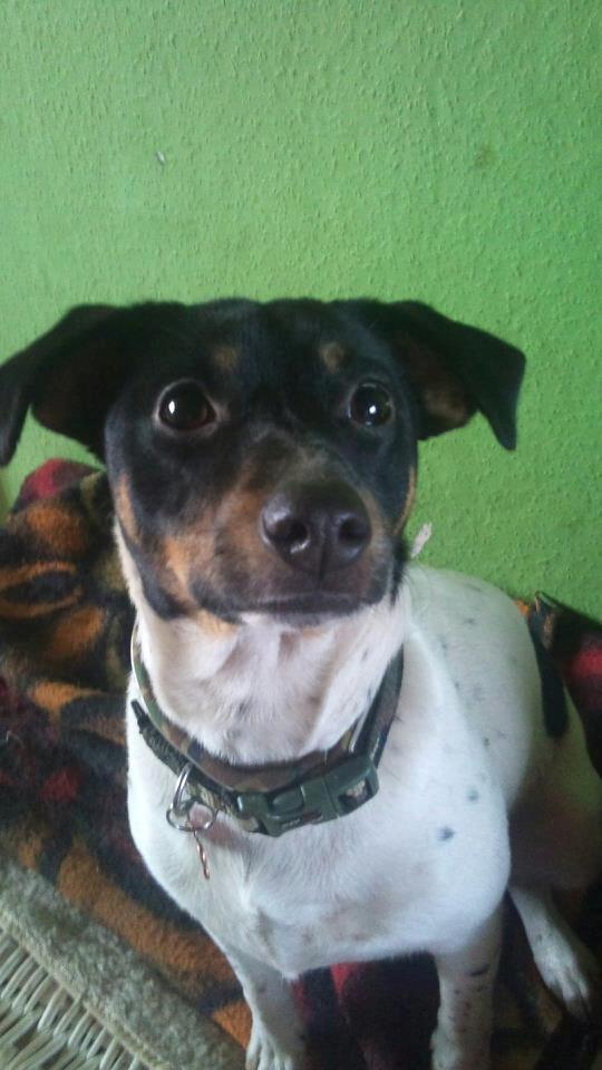 Dansk svensk gaardhund Kvik billede 1