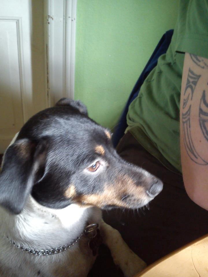 Dansk svensk gaardhund Kvik billede 5