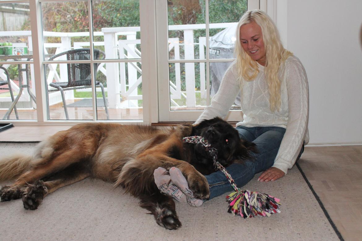 Leonberger Maggie billede 9