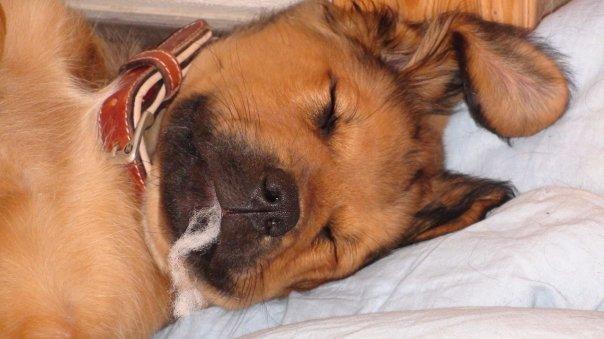 Blanding af racer Buster billede 12