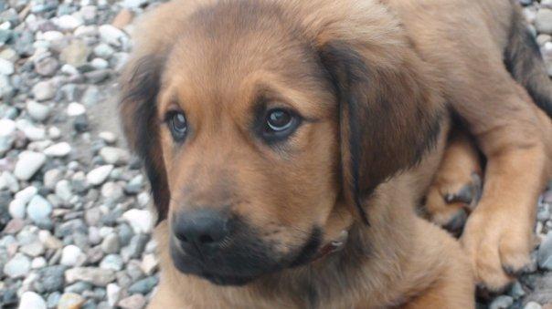 Blanding af racer Buster billede 13