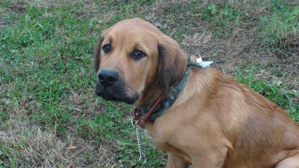 Blanding af racer Buster billede 14