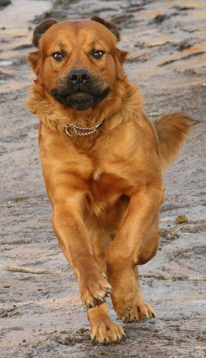 Blanding af racer Buster billede 15