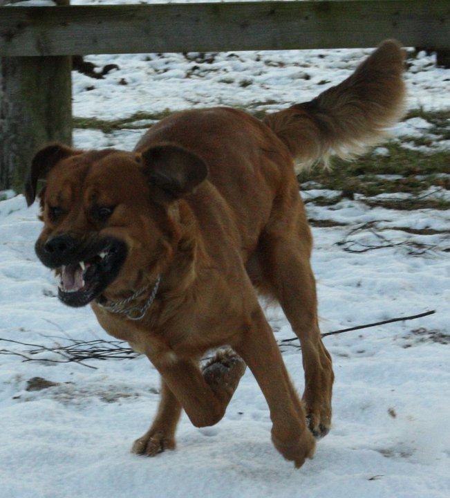 Blanding af racer Buster billede 16