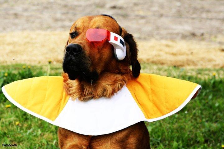 Blanding af racer Buster billede 17