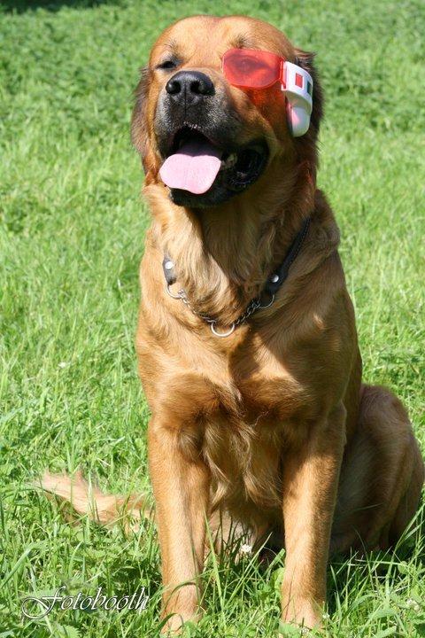 Blanding af racer Buster billede 19