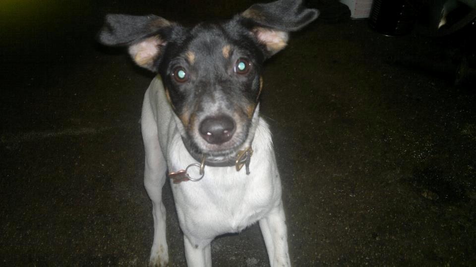 Dansk svensk gaardhund Kvik billede 6