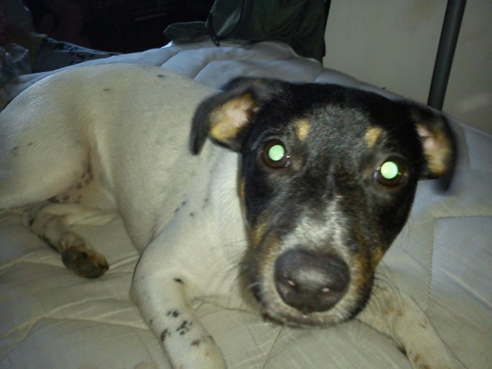 Dansk svensk gaardhund Kvik billede 7