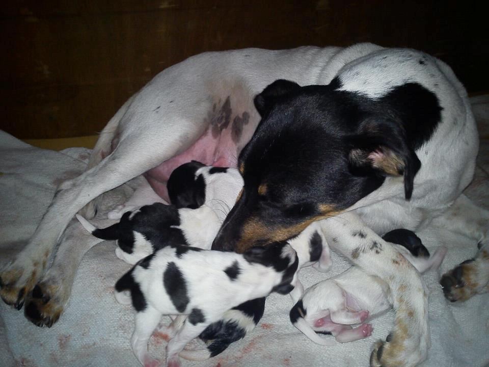 Dansk svensk gaardhund Kvik billede 8