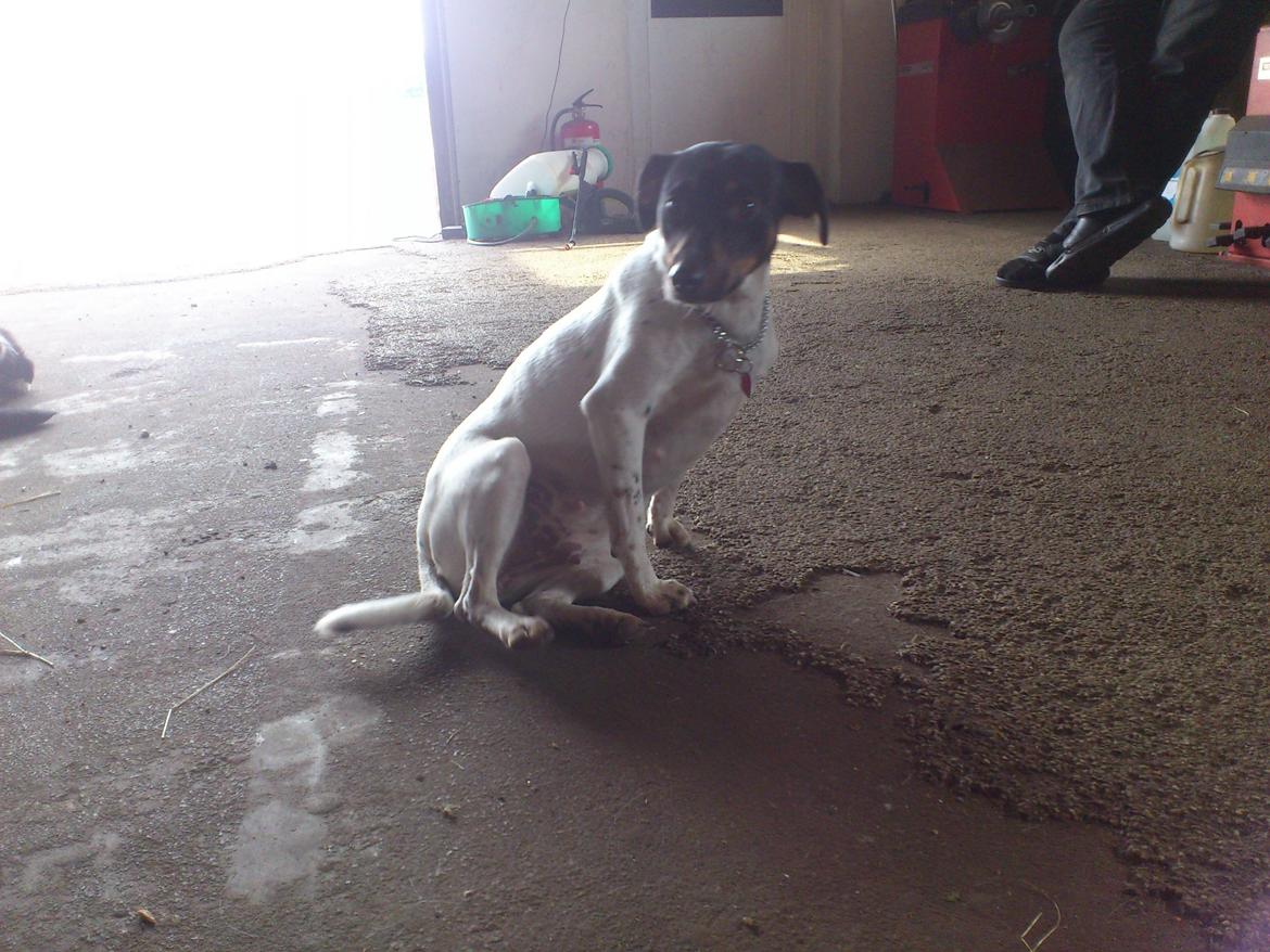 Dansk svensk gaardhund Kvik billede 9