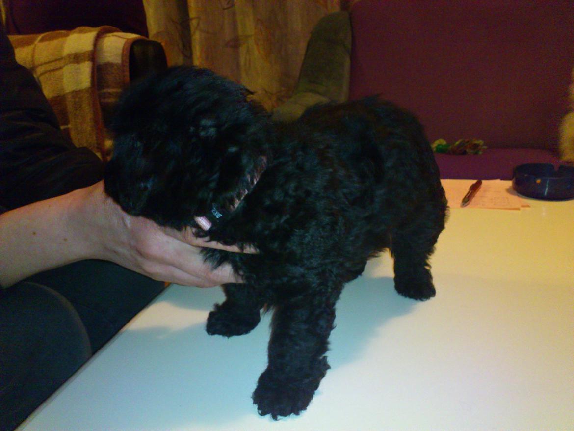 Dværgpuddel Pippi billede 1