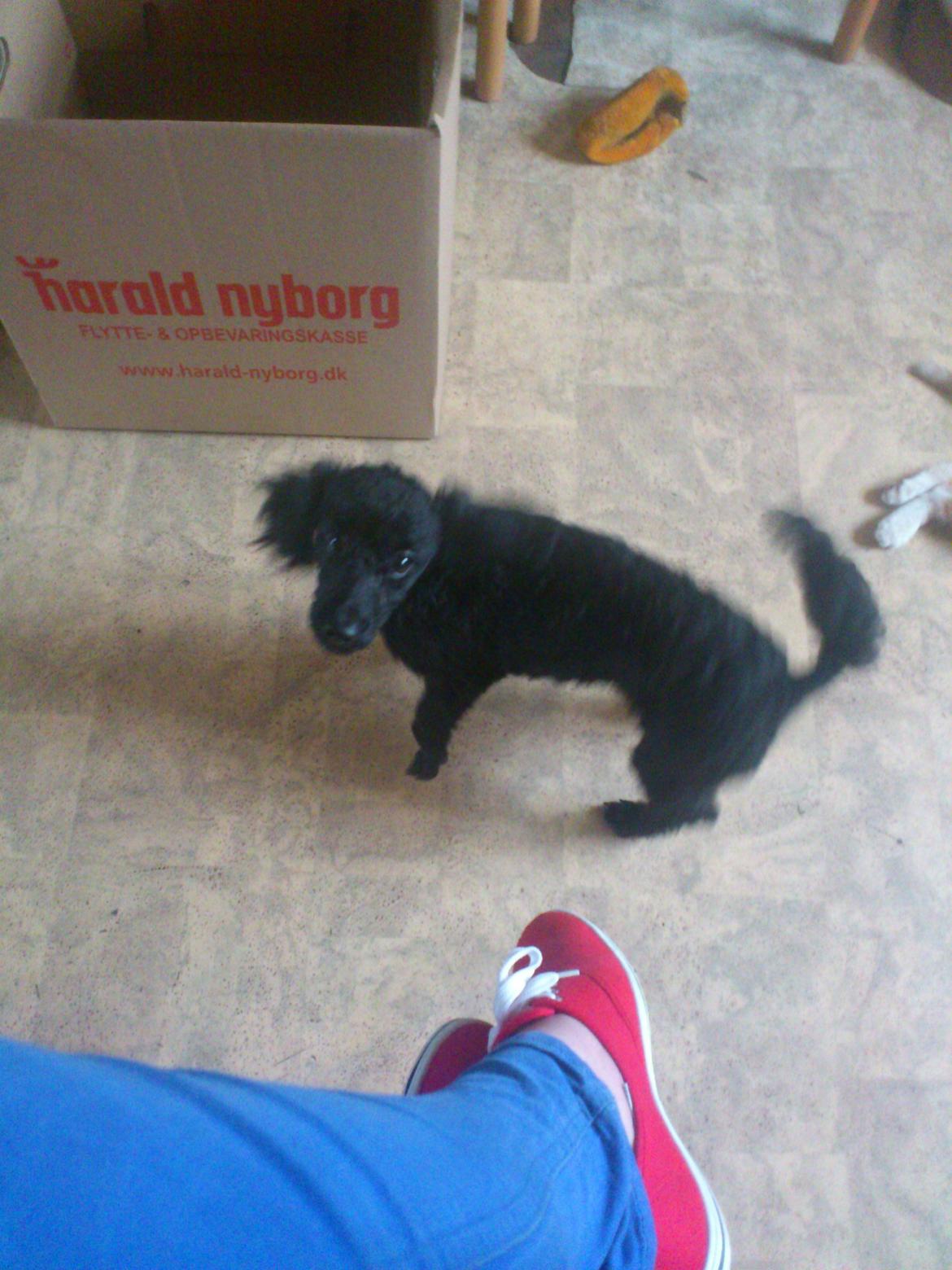 Dværgpuddel Pippi billede 4