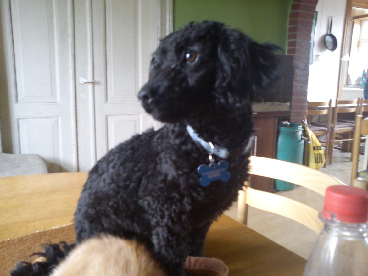 Dværgpuddel Pippi billede 6