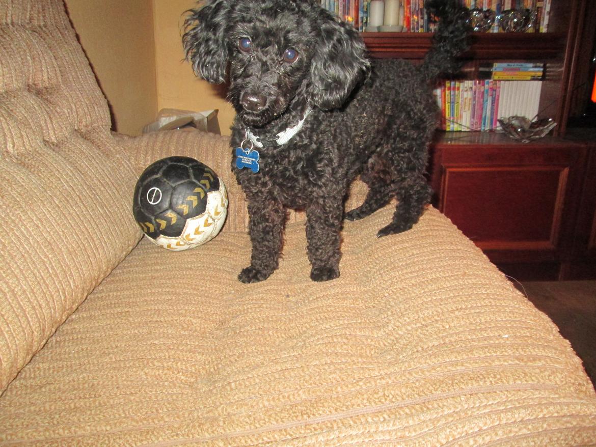 Dværgpuddel Pippi billede 8