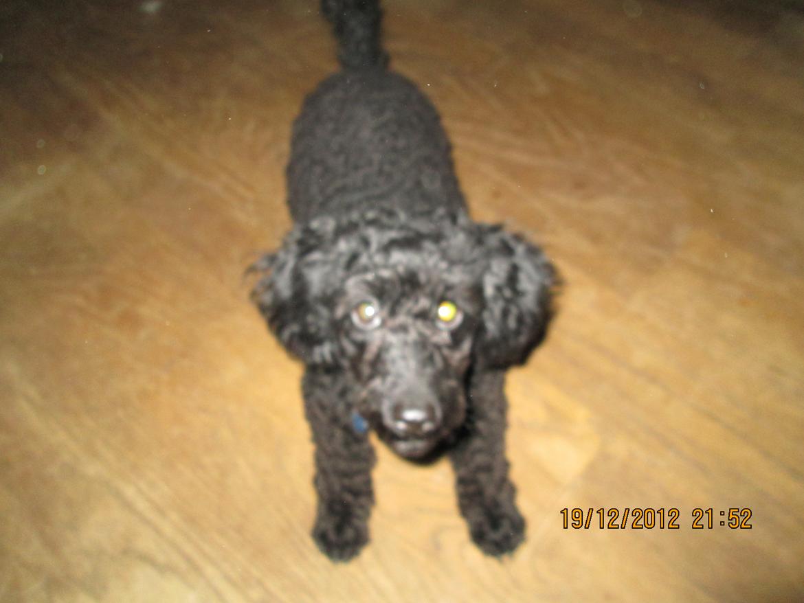 Dværgpuddel Pippi billede 10