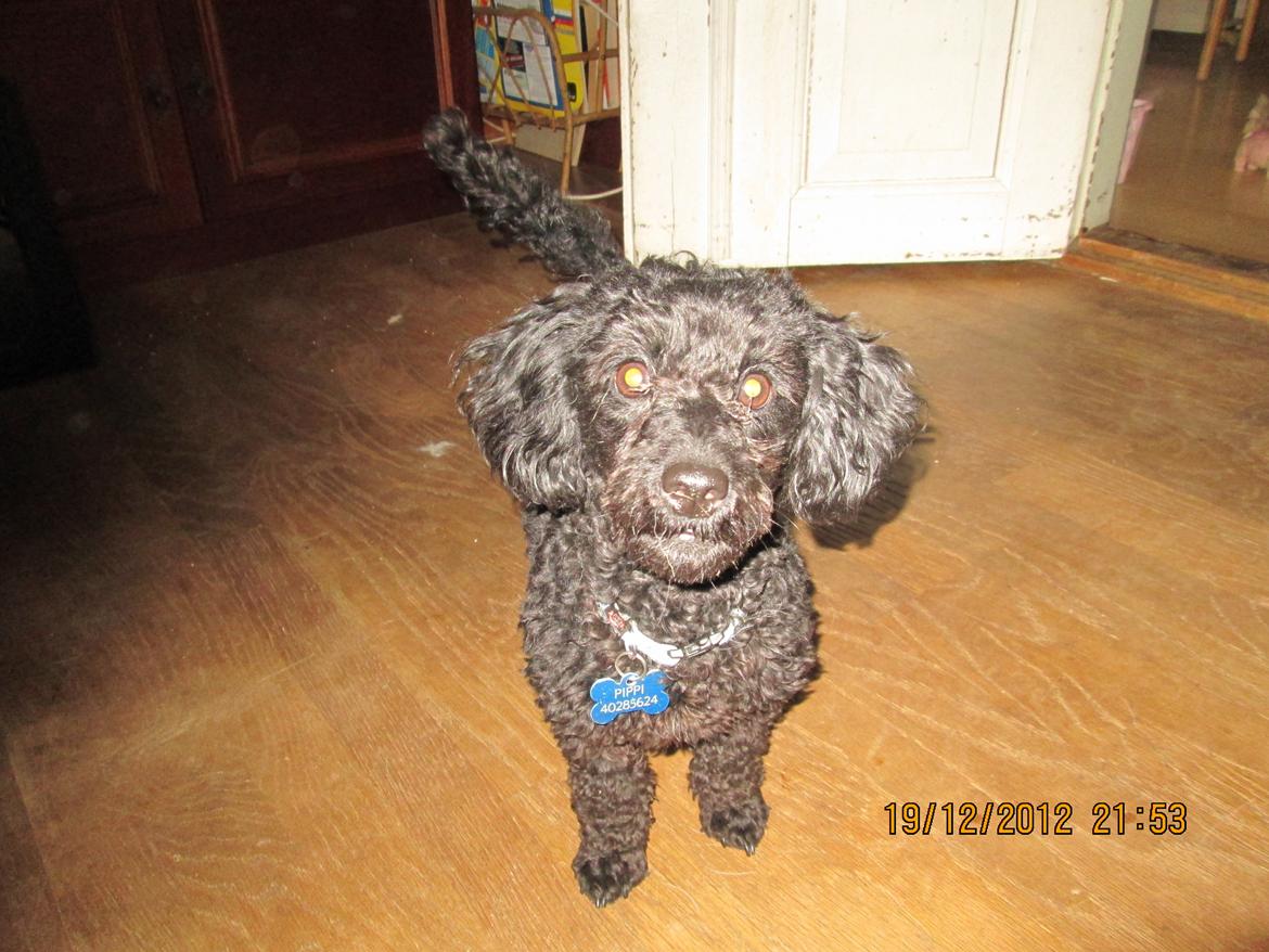 Dværgpuddel Pippi billede 11