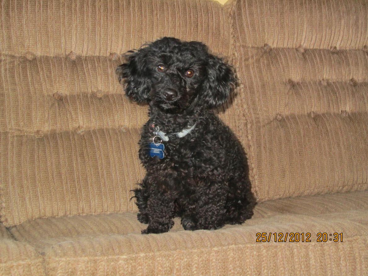 Dværgpuddel Pippi billede 12