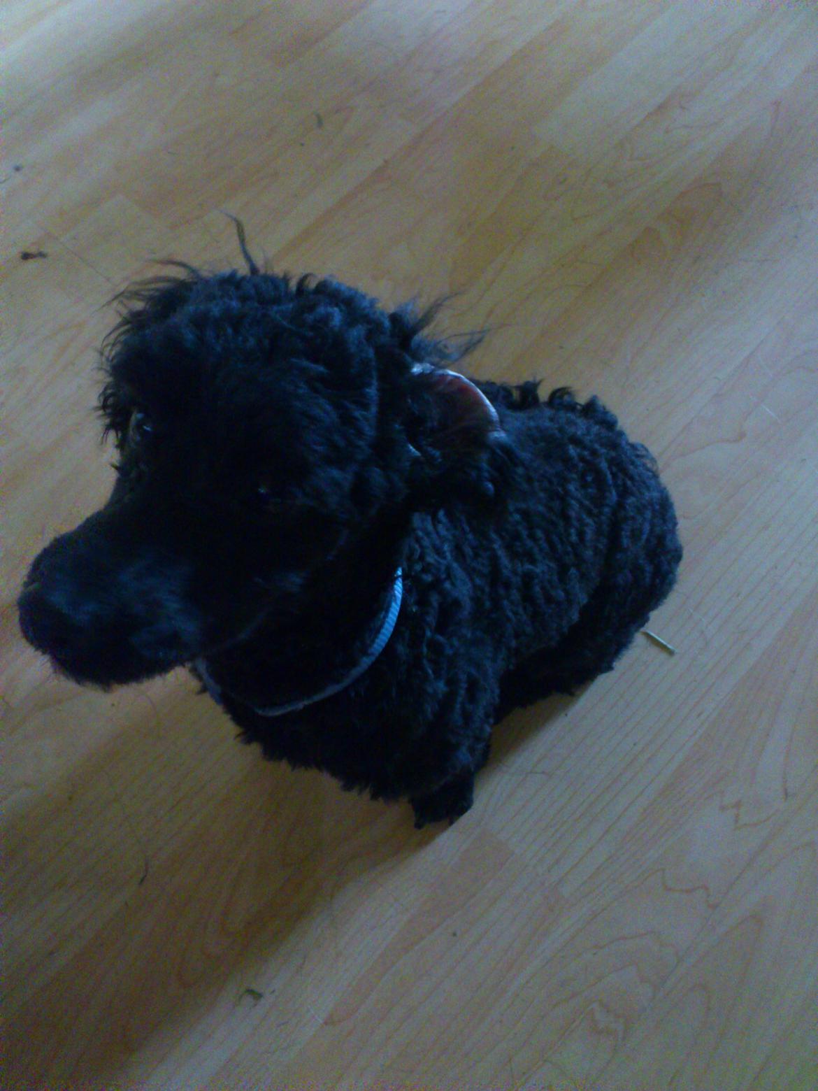 Dværgpuddel Pippi billede 15