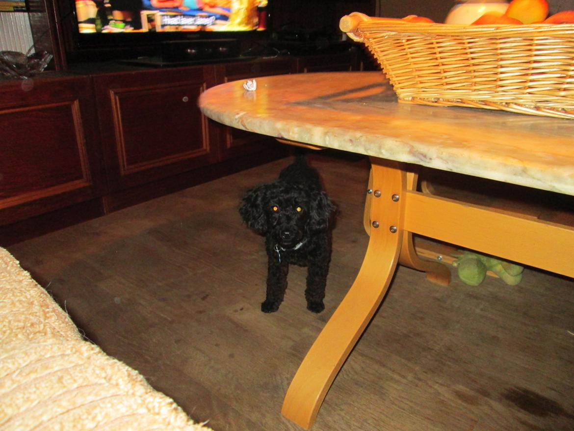 Dværgpuddel Pippi billede 18