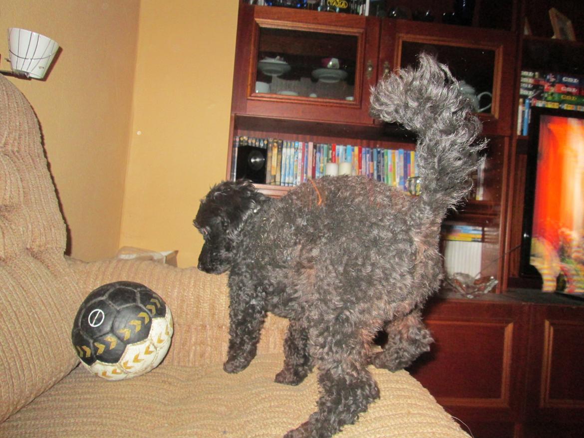 Dværgpuddel Pippi billede 19