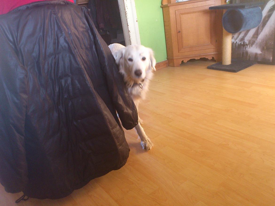 Blanding af racer Sammi billede 1