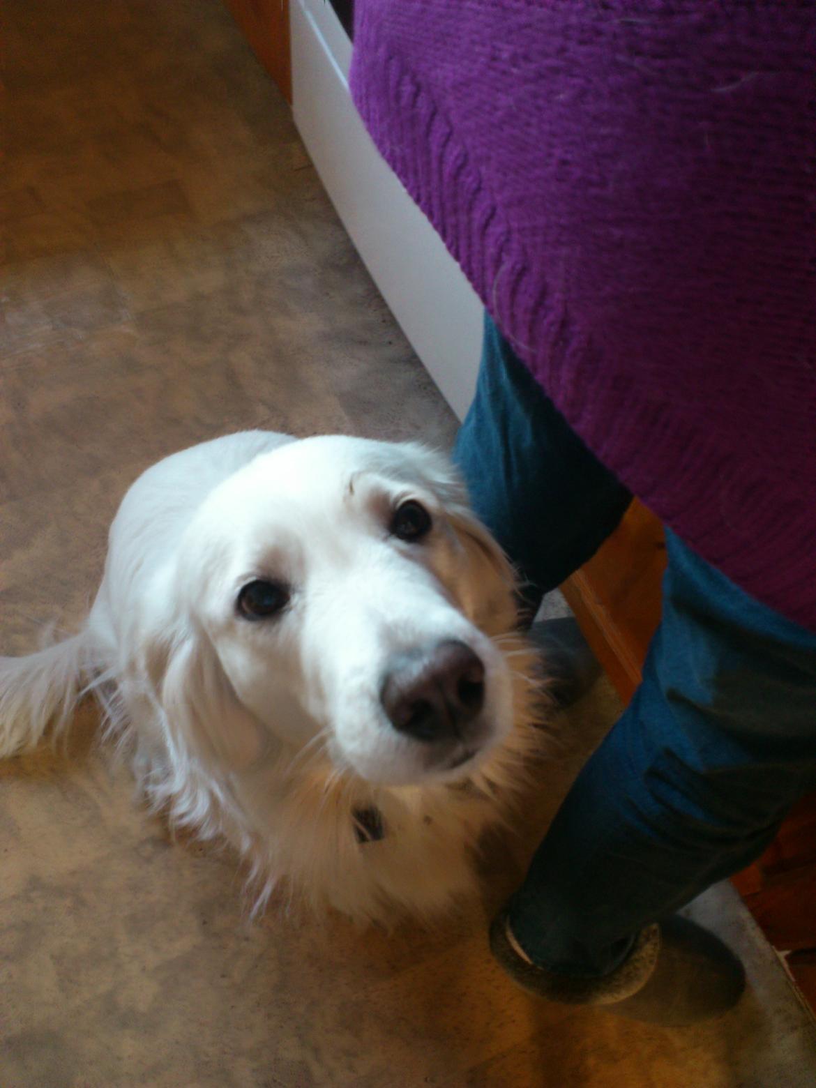 Blanding af racer Sammi billede 2