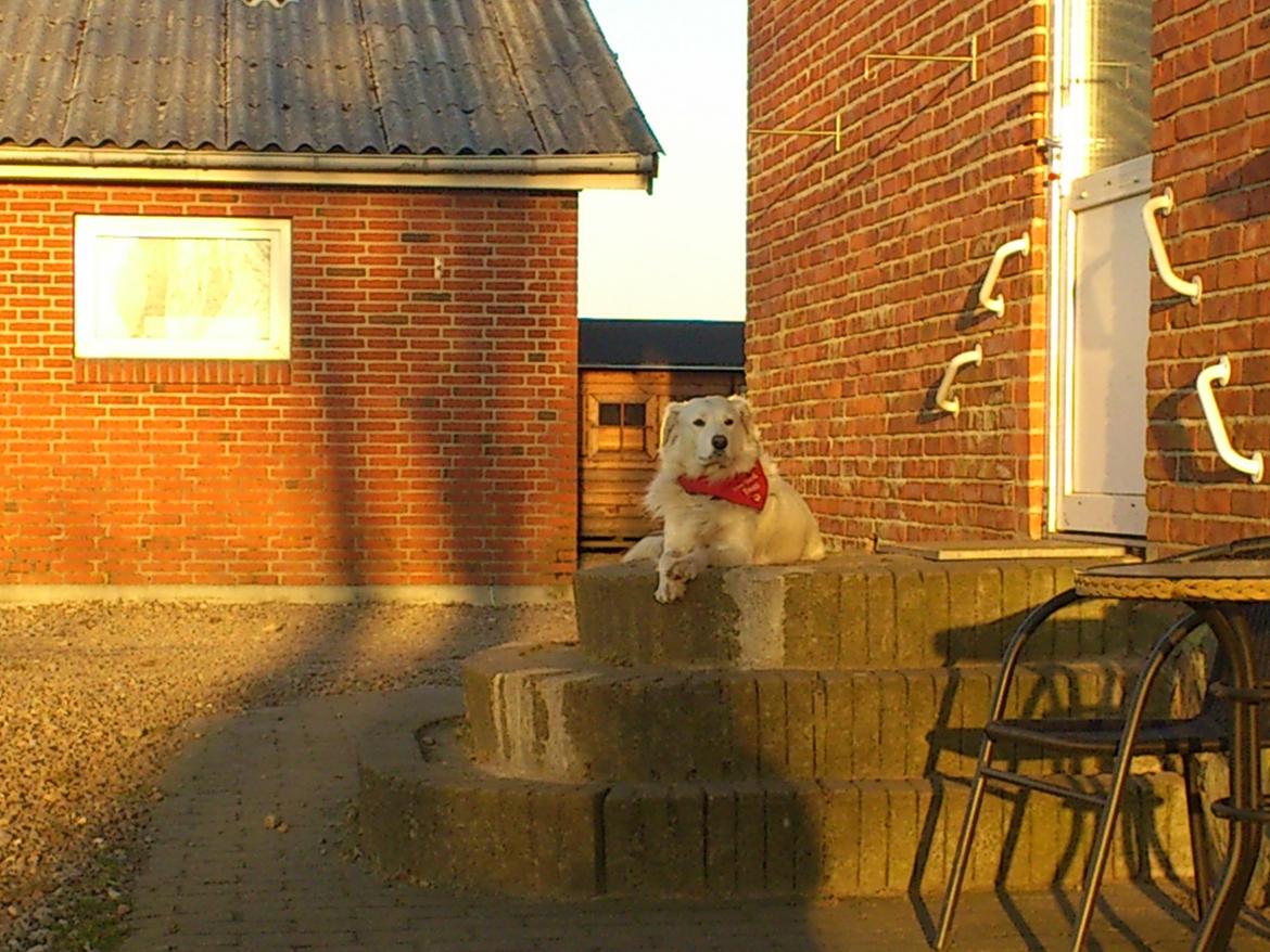 Blanding af racer Sammi billede 3