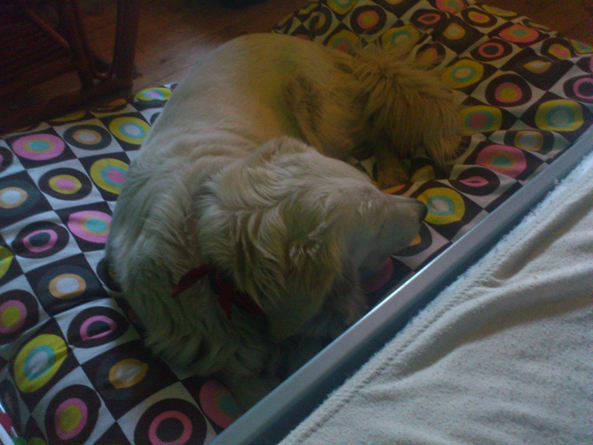 Blanding af racer Sammi billede 4