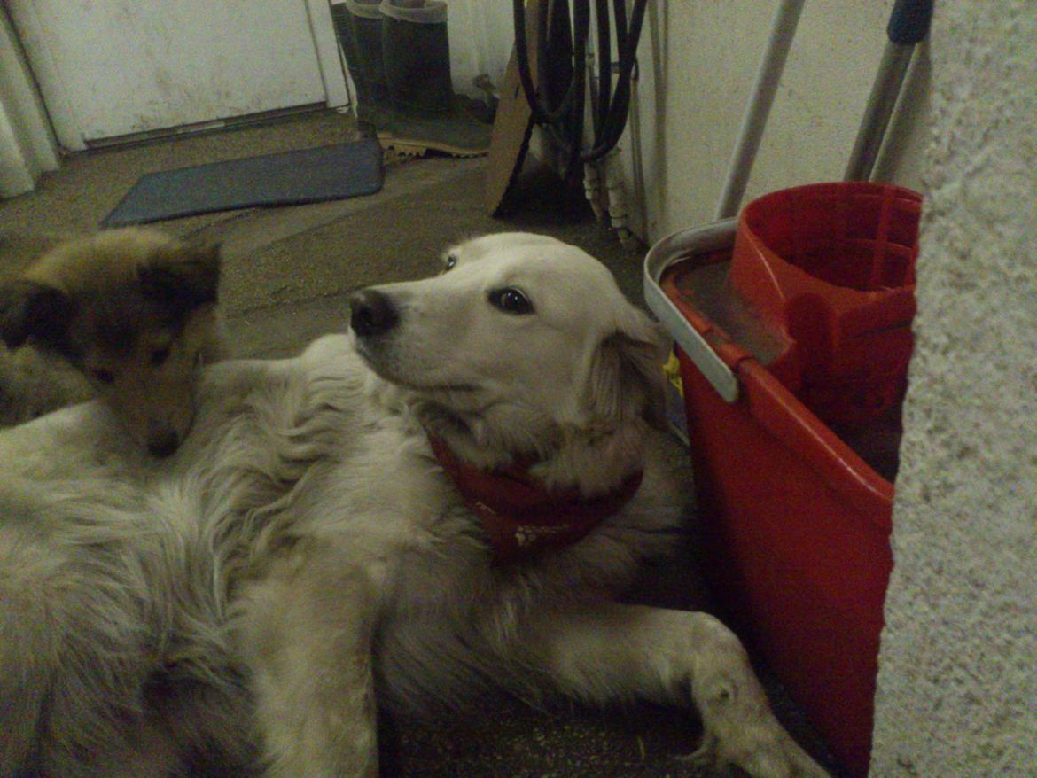 Blanding af racer Sammi billede 5