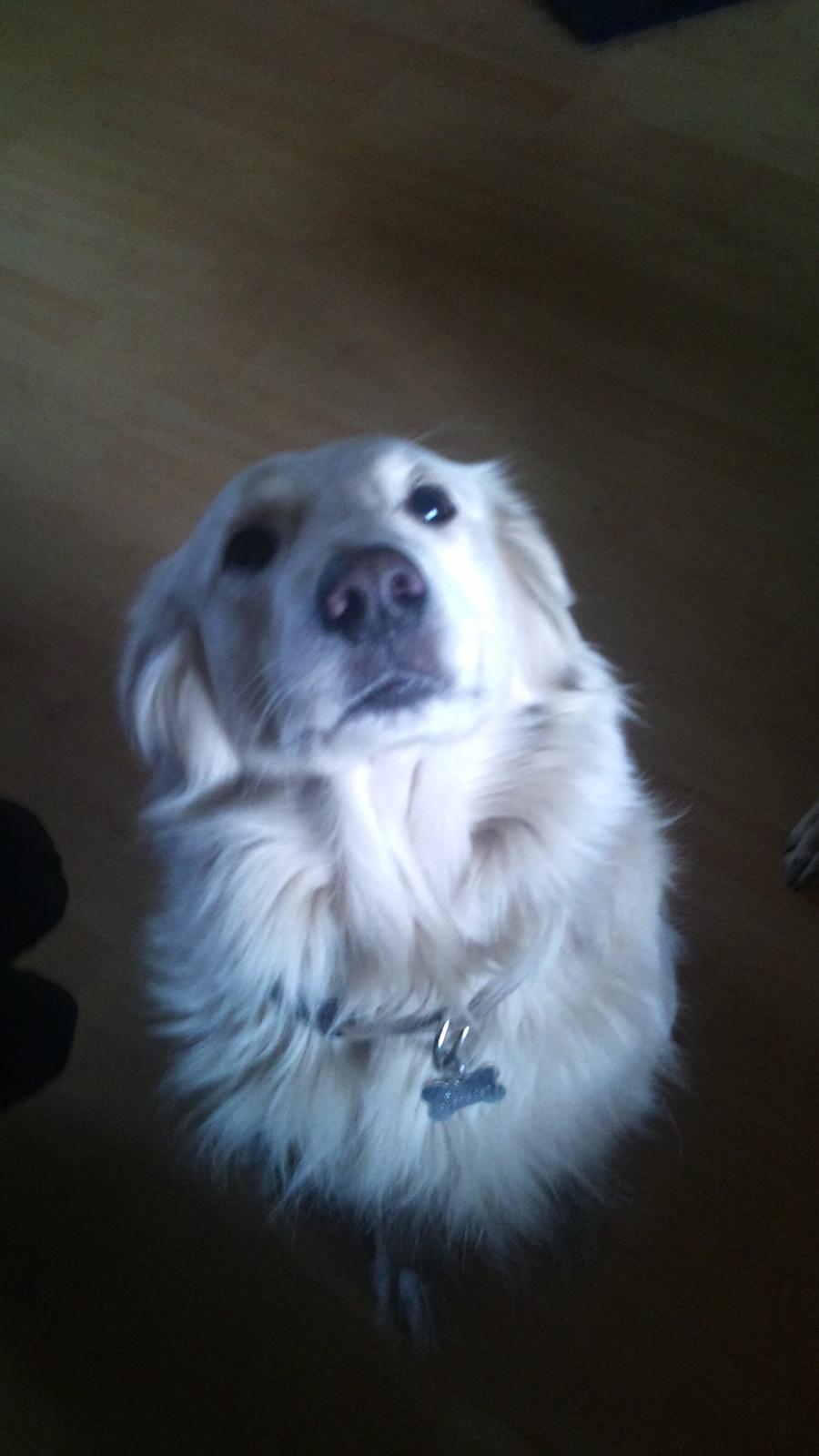 Blanding af racer Sammi billede 6