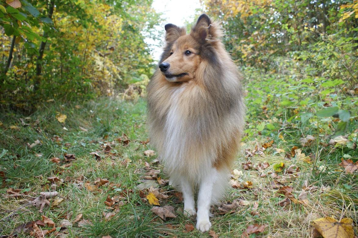 Shetland sheepdog Villy - Villy på skovtur efteråret 2012 billede 9