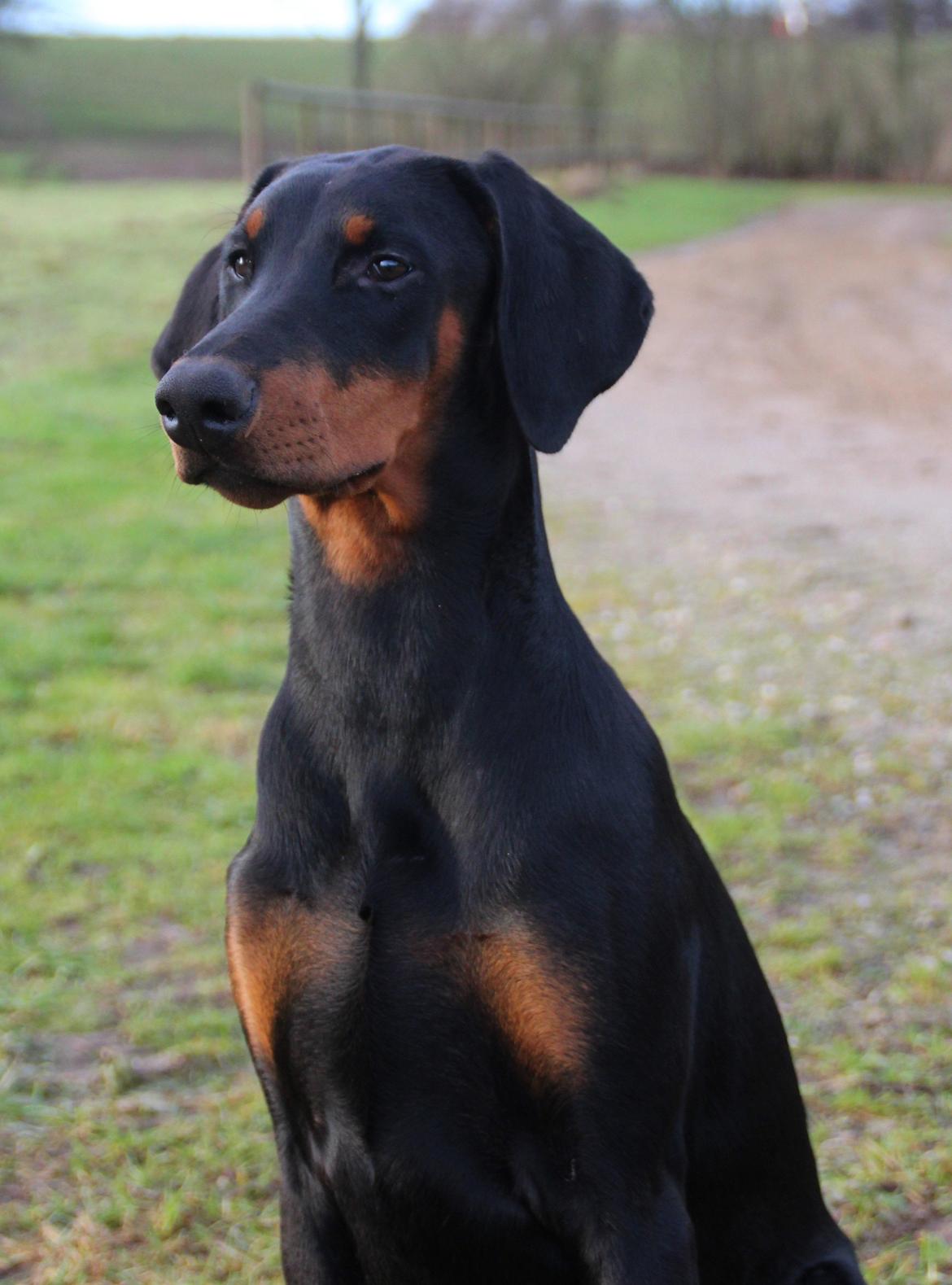 Dobermann Proud Danish For Your Love Only billede 18