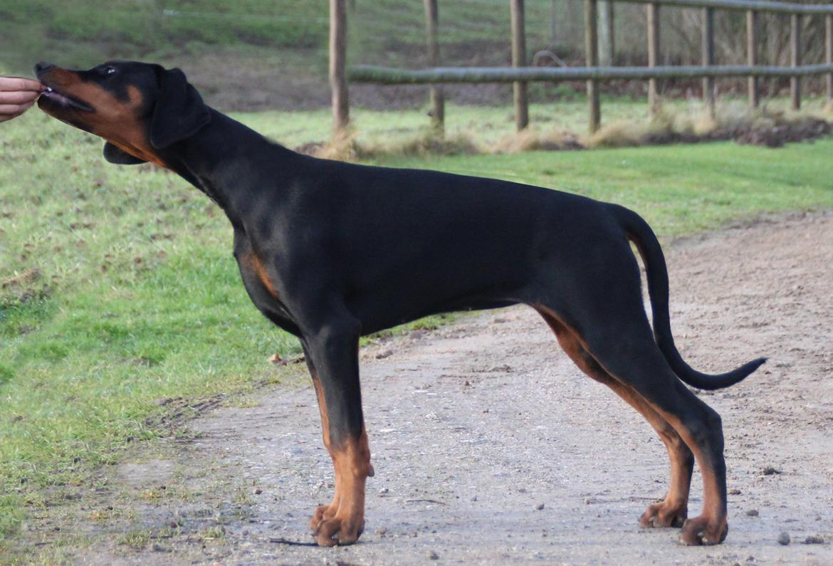 Dobermann Proud Danish For Your Love Only - 4½ mdr billede 19