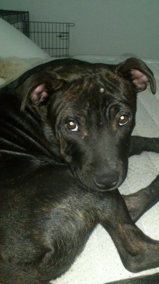 Staffordshire bull terrier Kenzo billede 16