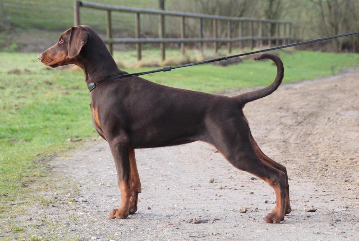 Dobermann DKKV13 AJW13 LUCH Proud Danish Flying Indian Girl billede 35