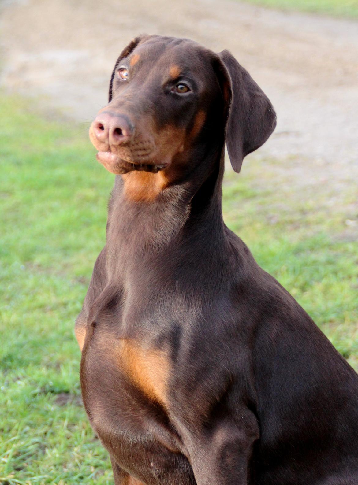 Dobermann DKKV13 AJW13 LUCH Proud Danish Flying Indian Girl billede 36