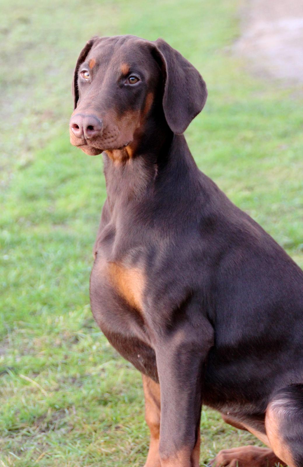 Dobermann DKKV13 AJW13 LUCH Proud Danish Flying Indian Girl billede 31