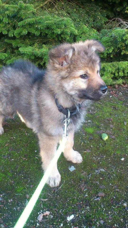 Tjekkoslovakisk ulvehund Roko billede 32