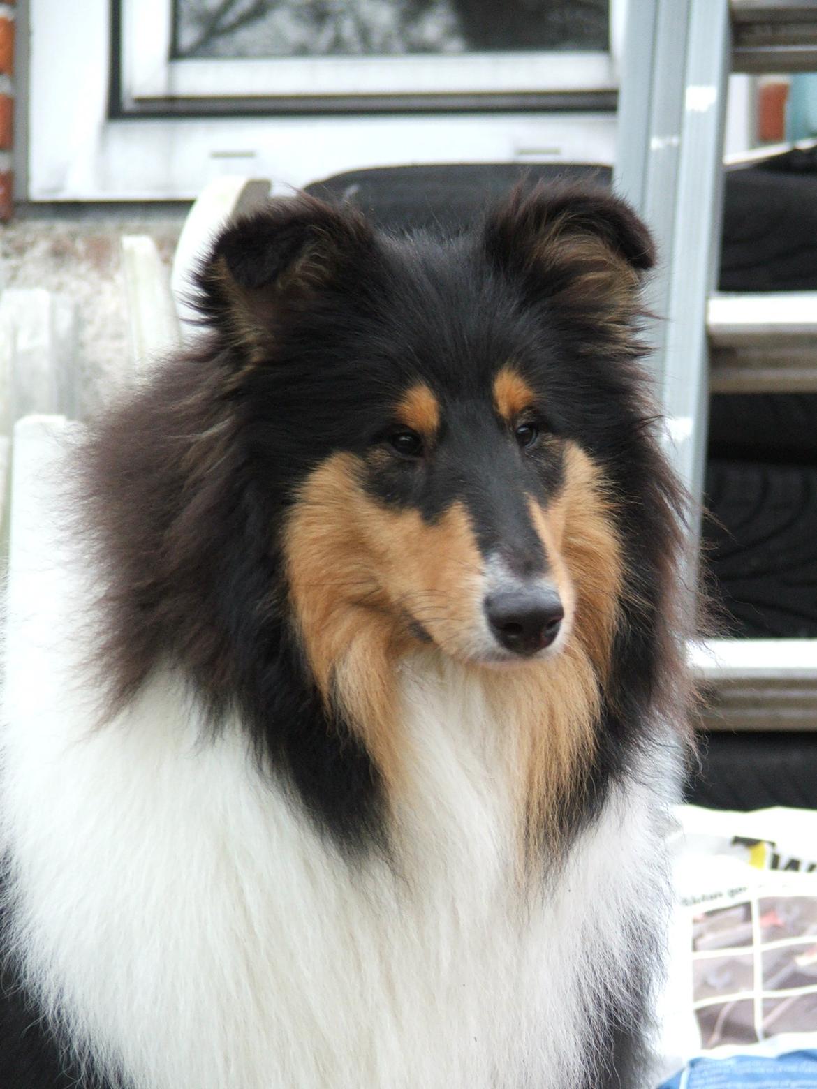 Collie langhåret Tvingsfields Dirty Diana (Belle) - Belle er 8 mdr på billedet. billede 20
